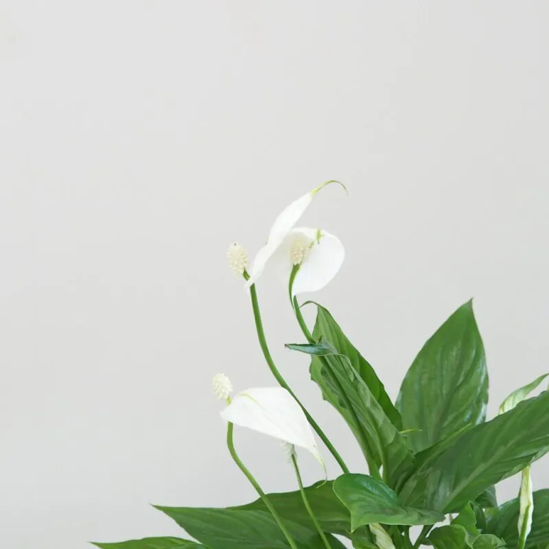 Lopatkovec / Spathiphyllum wallisii velký - Image 3