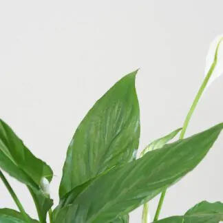 lopatkovec spathiphyllum wallisii velky 4 plantizia Plantizia.cz