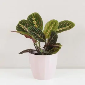 Maranta leuconeura ‘Fascinator’
