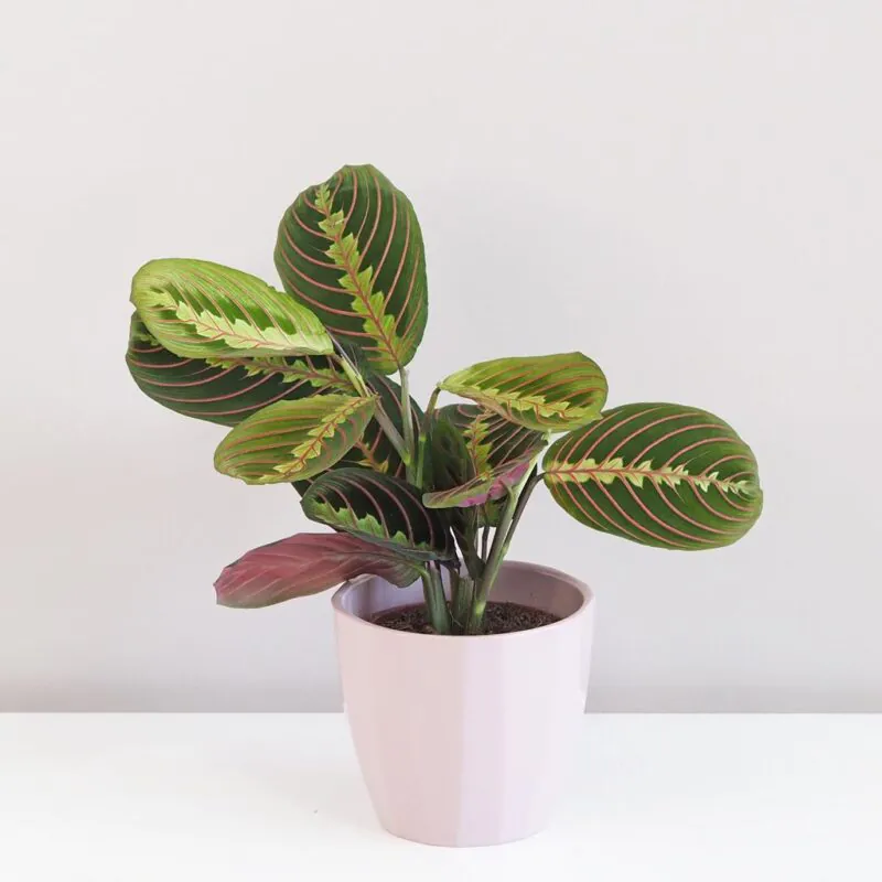 maranta leuconeura fascinator pokojove rostliny pokojovky