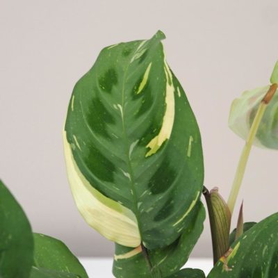 maranta leuconeura var kerchoveana variegata Beauty Kim 4 plantizia Plantizia.cz