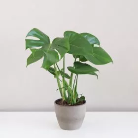 Monstera deliciosa malá