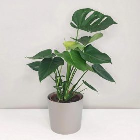 Monstera deliciosa velká