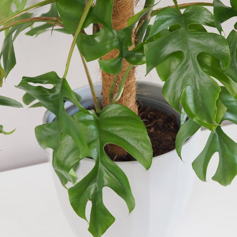 Rhaphidophora tetrasperma na mechovém sloupu (Monstera Minima) - Image 4