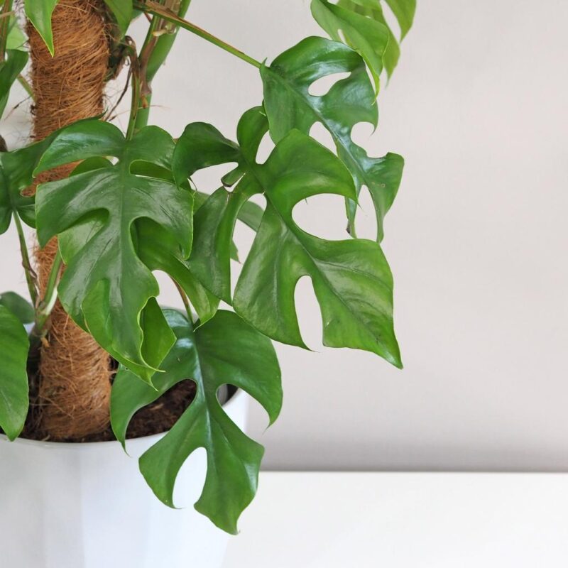 Rhaphidophora tetrasperma na mechovém sloupu (Monstera Minima) - Image 2