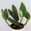 Monstera standleyana variegata philodendron kobra panasovaná nenarocná pokojová rostlina