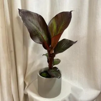 musa ensete maurelii bananovnik cerveny plantizia Plantizia.cz