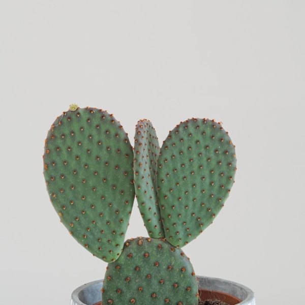 opuntia mictodasys rufida opuncie kaktus fialovy