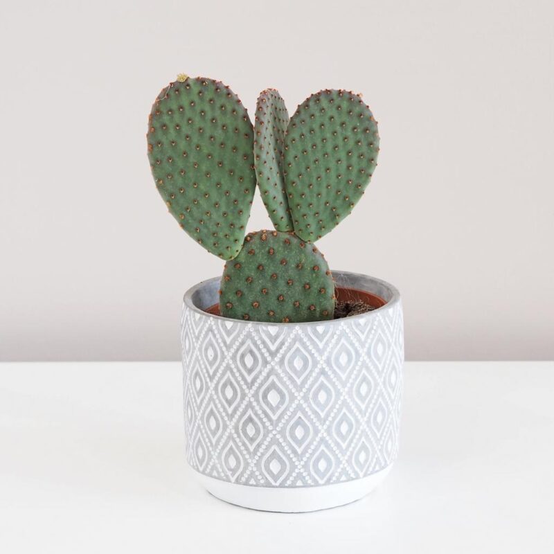 opuntia mictodasys rufida opuncie kaktus fialovy