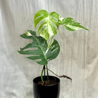 Monstera deliciosa ‘Albo-Variegata’ velká monstera deliciosa nebo variegata panasovaná monstera bílá vzácná pokojová rostlina