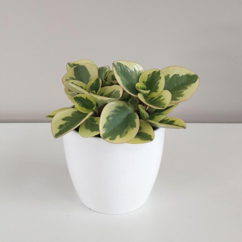 peperomie variegata panasovana pieprovec plantizie