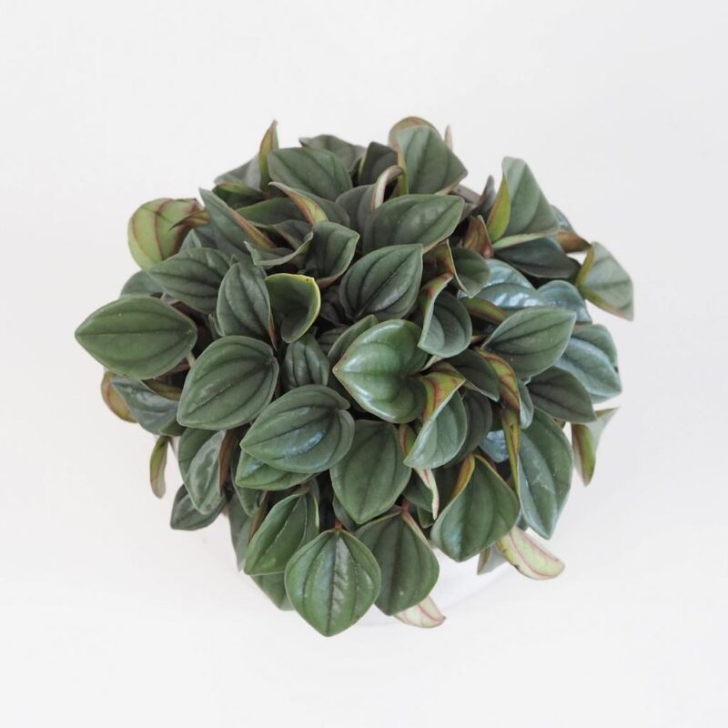 peperomia albovittata peperomia pieprovec měla pokojová rostlina plantizia
