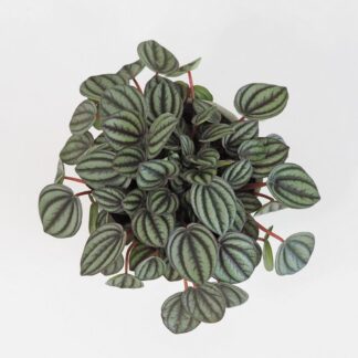 Peperomie albovittata ‘Piccolo Banda’ peperomie albovittata piccolo banda pieprovec plantizie