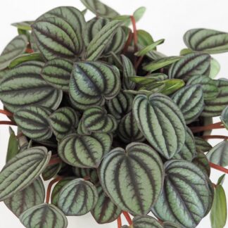 Peperomie albovittata ‘Piccolo Banda’ peperomie albovittata piccolo banda pieprovec plantizie