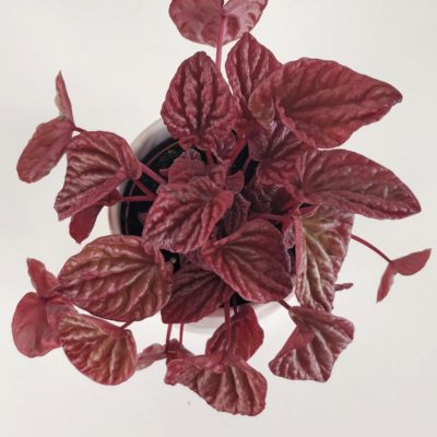 peperomia caperata quito barevná pokojová rostlina