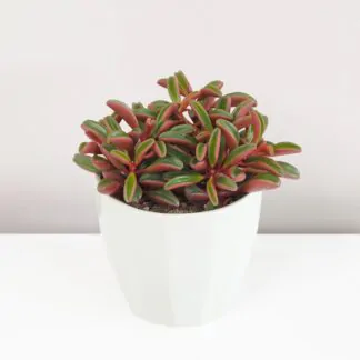 peperomia graveolens plantizia Plantizia.cz