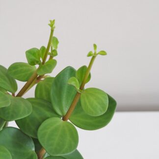 Peperomie tetraphylla ‘Hope’ peperomia tetraphylla hope tahava nenarocná rostlina bezpecná pro zvířata plantizia