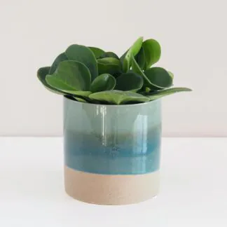 peperomia obtusifolia nenarocná pokojová rostlina pieprovec plantizia
