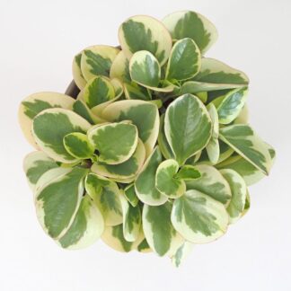 Peperomie obtusifolia ‘Variegata’ peperomie variegata panasovana pieprovec plantizie