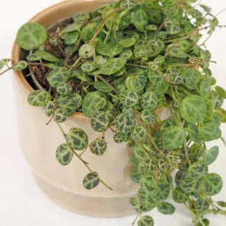 peperomia prostrata pieprovec string of turtles plantizia