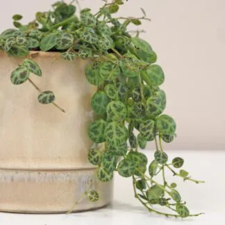 peperomia prostrata pieprovec string of turtles plantizia