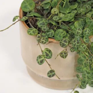 peperomia prostrata pieprovec string of turtles plantizia