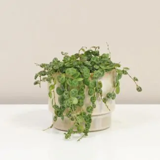 peperomia prostrata pieprovec string of turtles plantizia