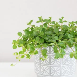 Peperomie rotundifolia peperomia rotundifolia 2 plantizia Plantizia.cz