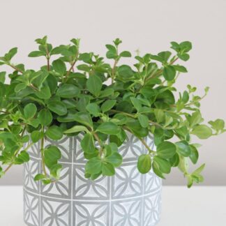 Peperomie rotundifolia peperomia rotundifolia 3 plantizia Plantizia.cz