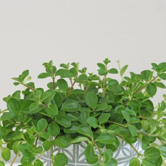 Peperomie rotundifolia peperomia rotundifolia 4 plantizia Plantizia.cz