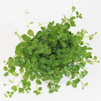 Peperomie rotundifolia peperomia rotundifolia 5 plantizia Plantizia.cz