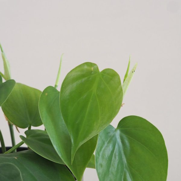 philodendron cordatum táhne nenarocná pokojová rostlina
