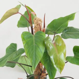 philodendron erubescens red emerald 2 plantizia Plantizia.cz