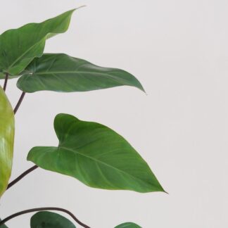 philodendron erubescens red emerald 3 plantizia Plantizia.cz