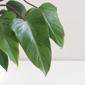 philodendron erubescens red emerald 4 plantizia Plantizia.cz