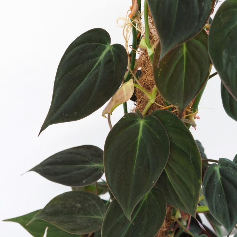 Philodendron micans na mechové tyči - Image 2