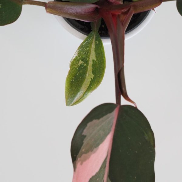Philodendron 'Pink Princess' filodendron plantizie