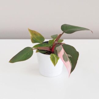 Philodendron ‘Pink Princess’ Philodendron 'Pink Princess' filodendron plantizie