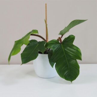 Philodendron squamiferum philodendron squamiferum plantizia Plantizia.cz