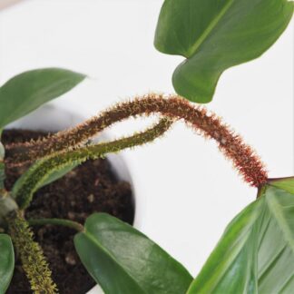 Philodendron squamiferum philodendron squamiferum stonka plantizia Plantizia.cz