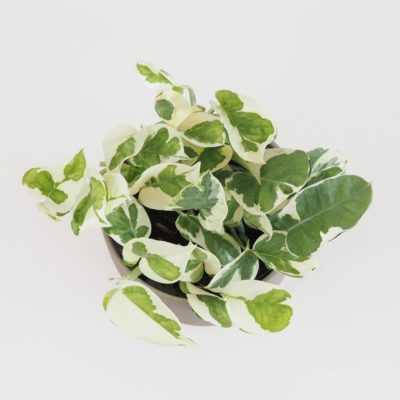 Pothos Epipremnum aureum 'N-Joy' potosovec panasovaný bílo-zelený tahava pokojová rostlina