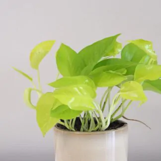 pothos epipremnum neon stredny 2 plantizia Plantizia.cz