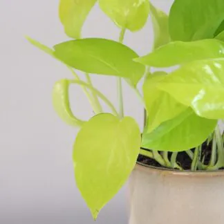 pothos epipremnum neon stredny 3 plantizia Plantizia.cz