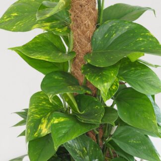 Pothos Epipremnum aureum na tyči pothos na machovej tyci detail plantizia Plantizia.cz