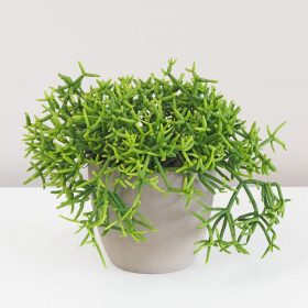 Rhipsalis heteroclada