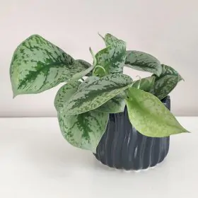 Scindapsus pictus ‘Trebie’