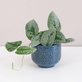 Scindapsus pictus ‘Silvery Ann’