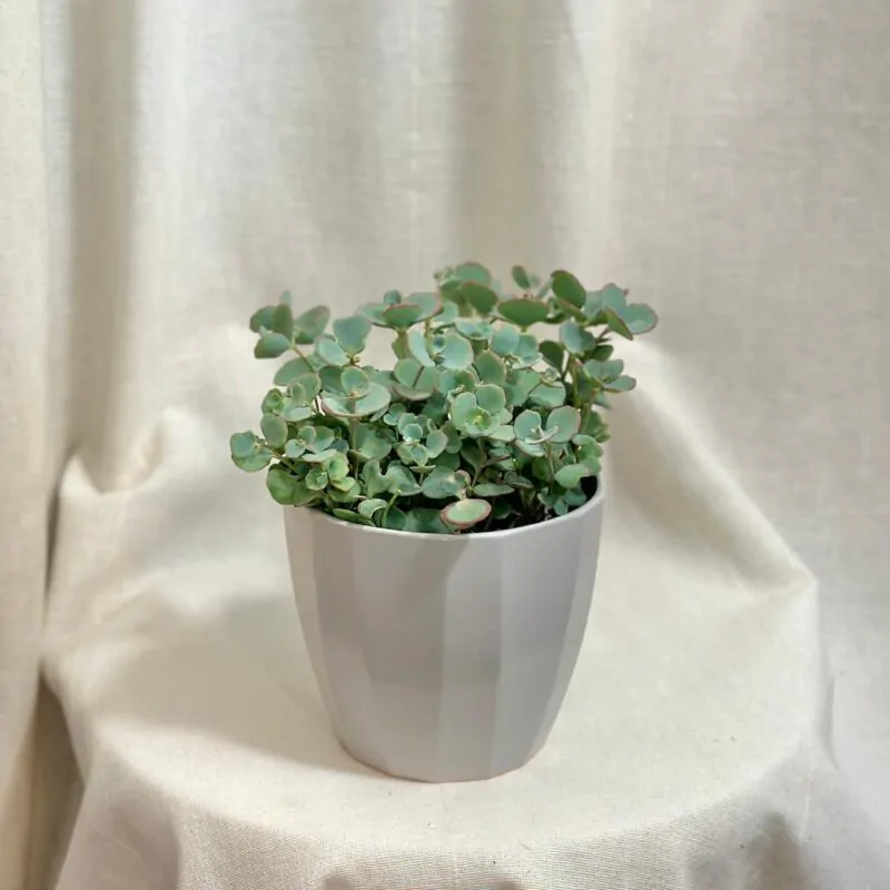 sedum sieboldii tahavý nenarocný sukulent plantize