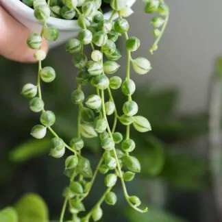 Senecio
