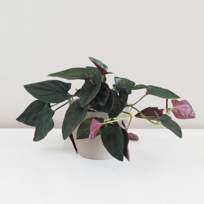 Syngonium erythrophyllum ‘Red Arrow’